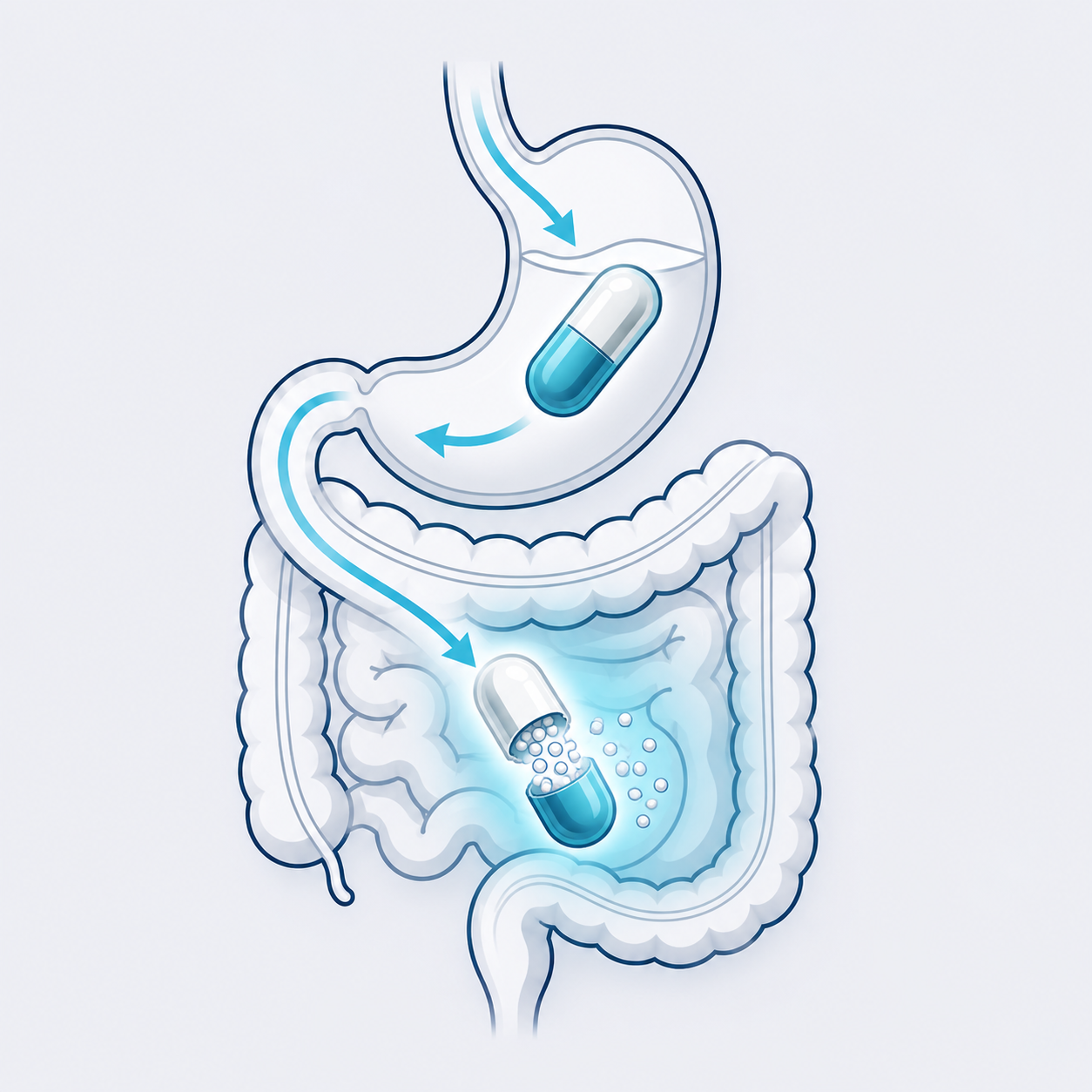 Enteric coating absorption process
